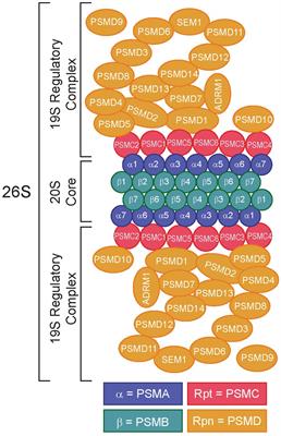 The prognostic value of 19S ATPase proteasome subunits in acute myeloid leukemia and other forms of cancer